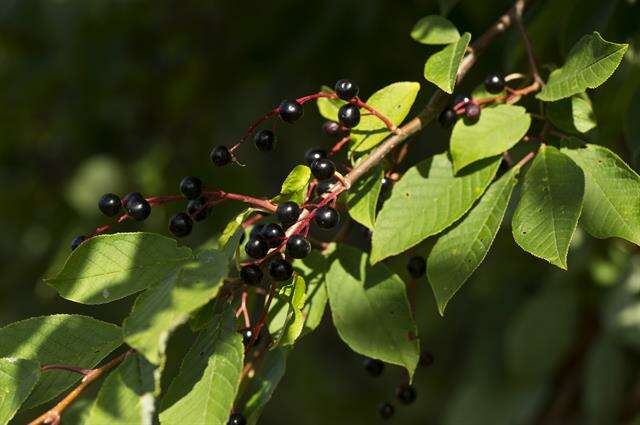 Prunus resmi