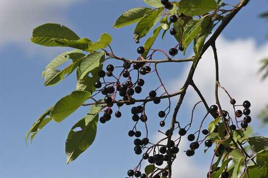 Prunus resmi