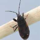 Image of Eremocoris plebejus (Fallen & C. F. 1807)