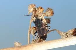 صورة Eremocoris plebejus (Fallen & C. F. 1807)