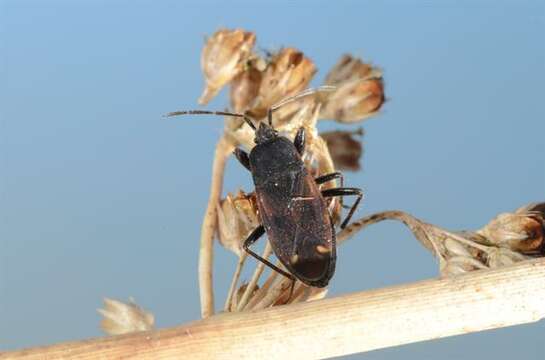 Image of Eremocoris plebejus (Fallen & C. F. 1807)