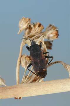 صورة Eremocoris plebejus (Fallen & C. F. 1807)