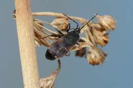 صورة Eremocoris plebejus (Fallen & C. F. 1807)