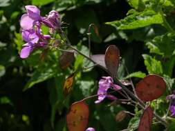 Image of lunaria