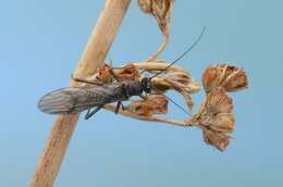 Image of spring stoneflies