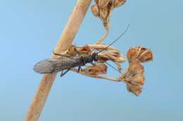 Image of spring stoneflies