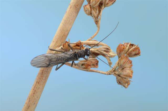 Image of spring stoneflies