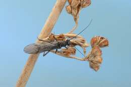 Image of spring stoneflies