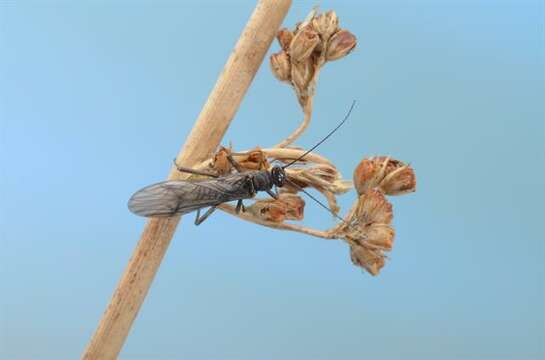 Image of spring stoneflies