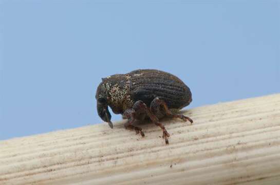 Image of <i>Pelenomus quadricorniger</i>