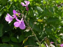 Image of lunaria