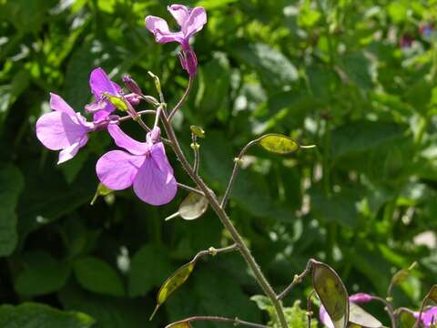 Image of lunaria