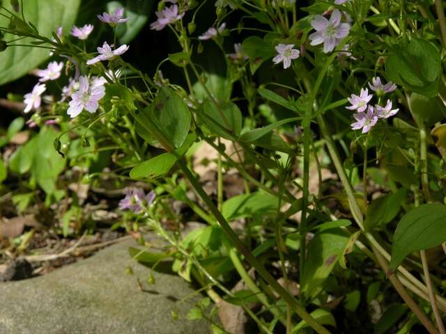 Plancia ëd Claytonia