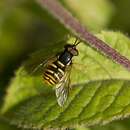 Слика од Chrysotoxum arcuatum (Linnaeus 1758)