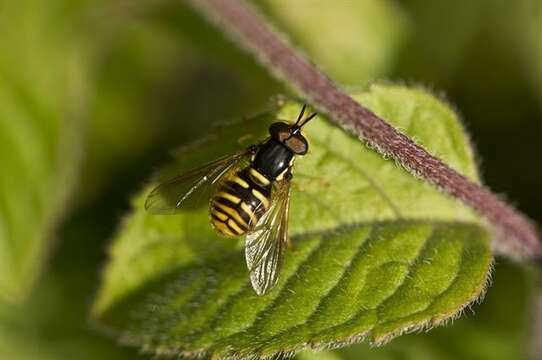 Plancia ëd Chrysotoxum