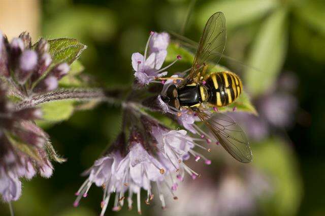 Image of Chrysotoxum