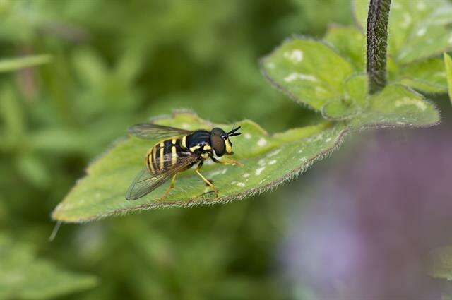 Image of Chrysotoxum