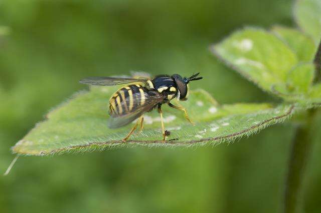 Image of Chrysotoxum