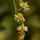 Imagem de Cuscuta europaea L.