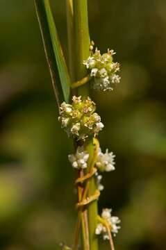 Image of Cuscuta