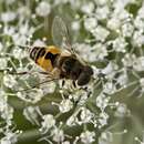 Image of Syrphid fly