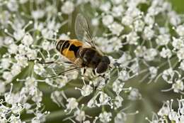 Image of Syrphid fly