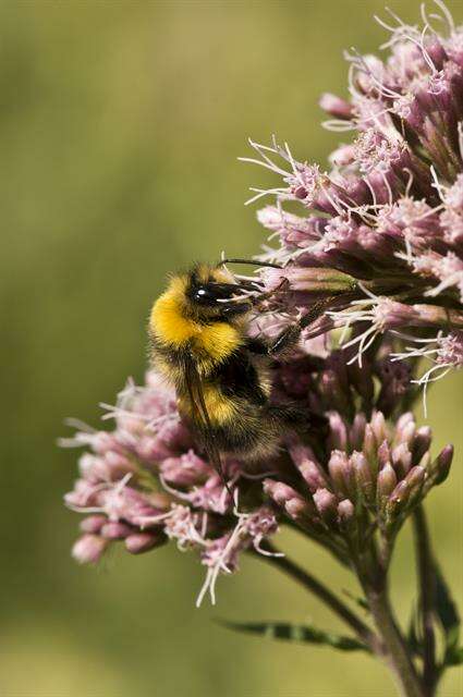 Image of honeybees, bumblebees, and relatives