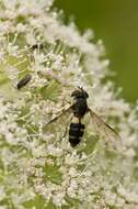 Image of Leucozona