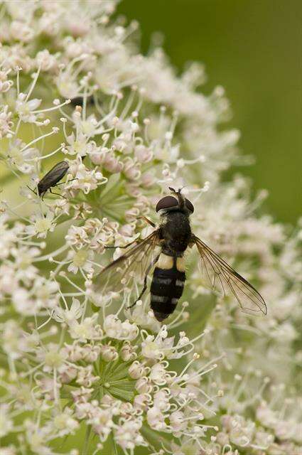 Leucozona resmi