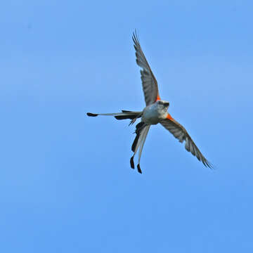 Image of Scissor-tailed Flycatcher