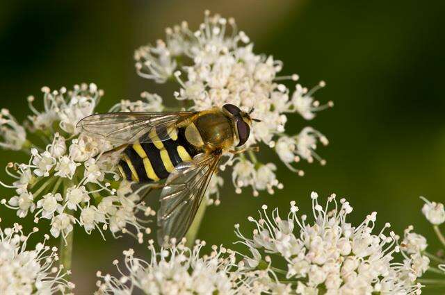 Image de Syrphus