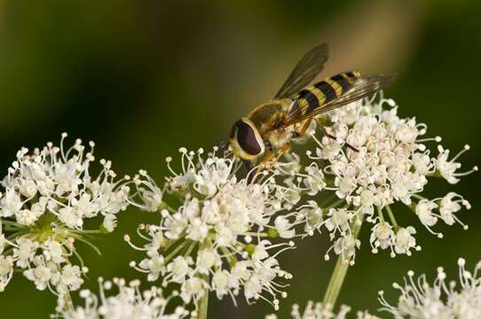 Image de Syrphus