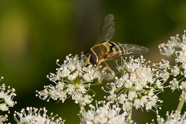 Image of Syrphus