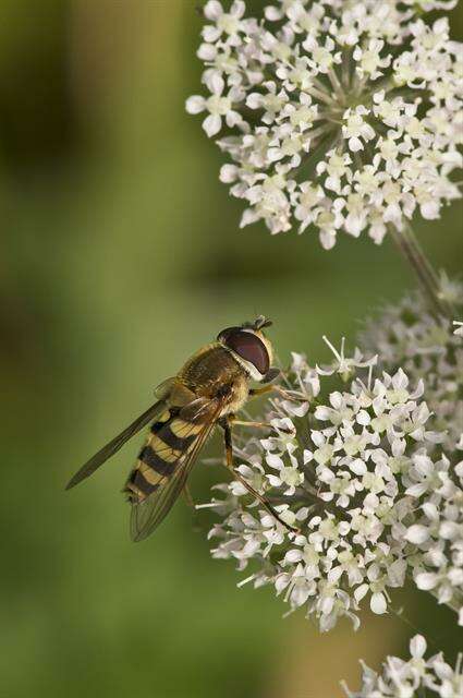 Image de Syrphus