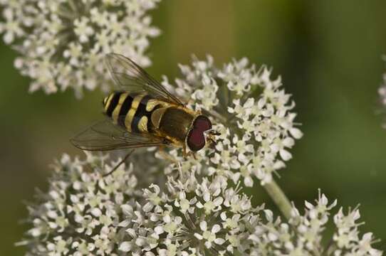 Image de Syrphus