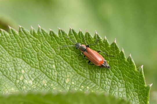 Image of <i>Anthocomus rufus</i>