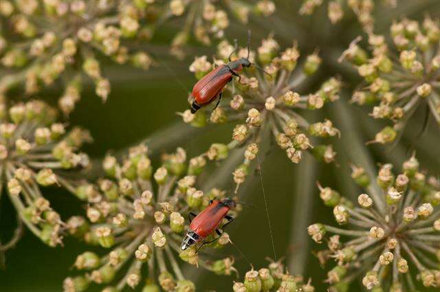 Слика од <i>Anthocomus rufus</i>