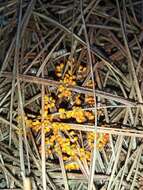 Image of Egg-shell Slime Mould