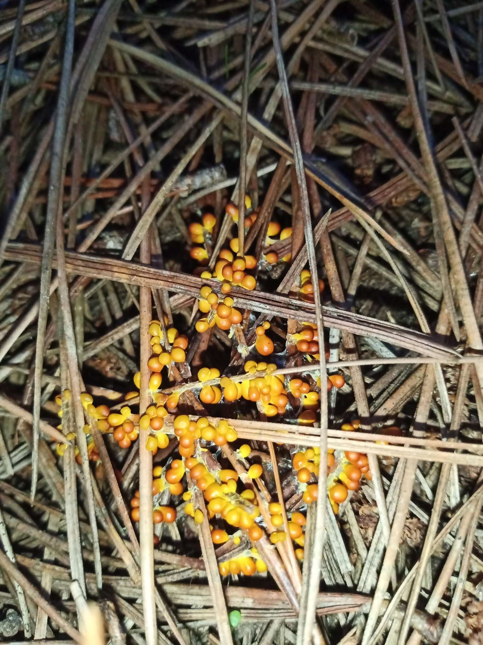 Image of Egg-shell Slime Mould