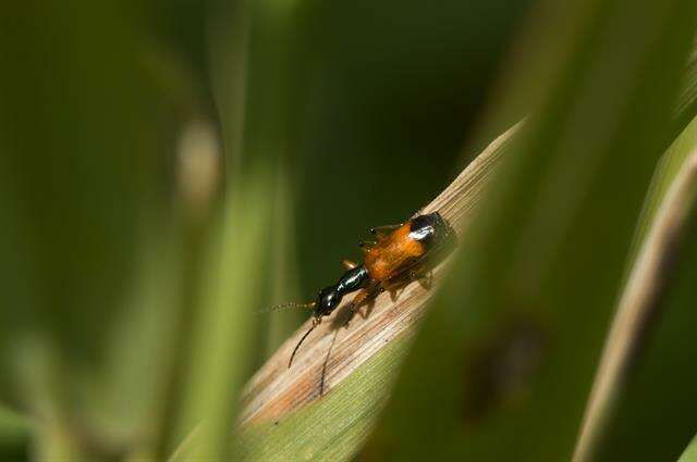 Odacantha resmi