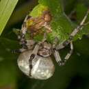 Imagem de Araneus quadratus Clerck 1757