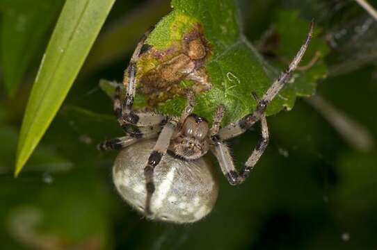 Image de Araneus