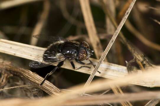 صورة Eristalinus