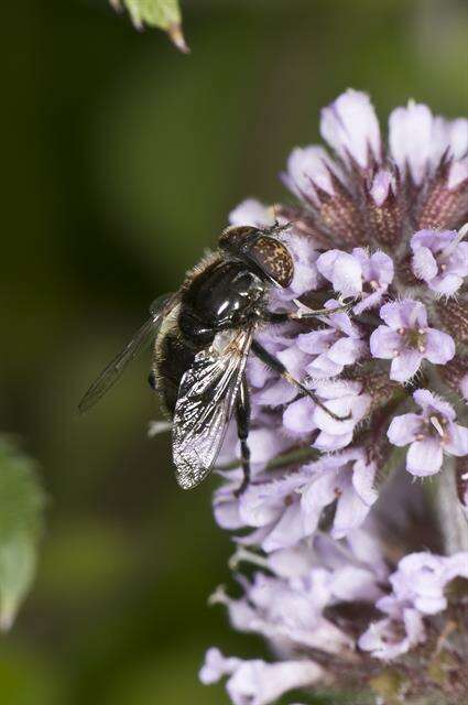 Image of Eristalinus