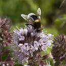 Imagem de Eristalis intricaria (Linnaeus 1758)