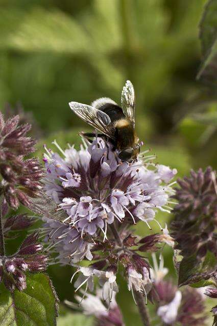 Imagem de Eristalis intricaria (Linnaeus 1758)