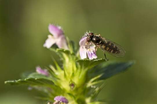 Image of Platycheirus