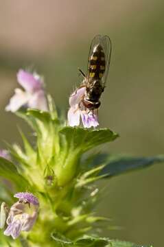 Image of Platycheirus