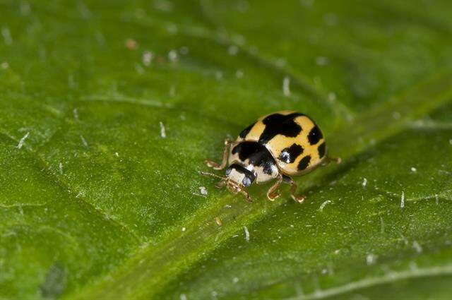 Image of <i>Propylea quatuordecimpunctata</i>