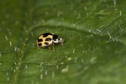 صورة <i>Propylea quatuordecimpunctata</i>